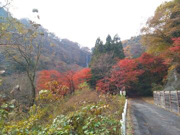 遠くに見える船尾滝と紅葉(11月15日)