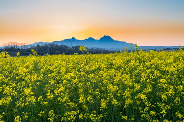 【暮らし】夕暮れの菜の花畑と榛名山.jpg